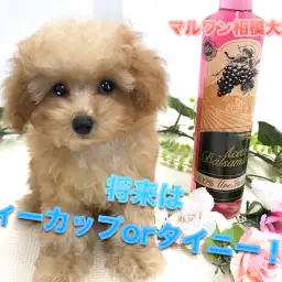 【 ティータイニー プードル 】生後100日経過で驚異の786g!!ティーカップorタイニーの極小ポテンシャルベイビーのセカンドインプレ！：ペットショップマルワン相模大塚店（大和市）｜子犬情報No.814469