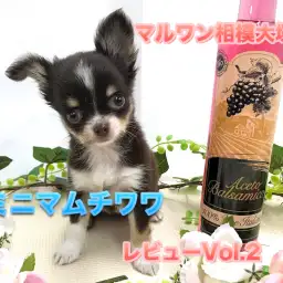 【 チョコタン チワワ 】生後70日で体重642g!毎日違った姿を見せてくれる♪小さな超美形アイドルのセカンドインプレ!:ペットショップマルワン相模大塚店(大和市)|仔犬情報No.814471