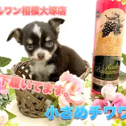 【チョコタン チワワ】HP掲載前の特別公開!ブルーの瞳の小さな癒し系♪横顔が美しすぎます。:ペットショップマルワン相模大塚店|仔犬情報No.814471