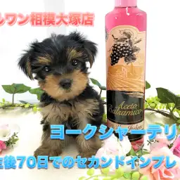 【ミニ・ヨークシャーテリア】生後70日で体重720g！赤ちゃんから仔犬へ成長の変化をセカンドインプレ♪：ペットショップマルワン相模大塚店（大和市）｜仔犬情報No.814472