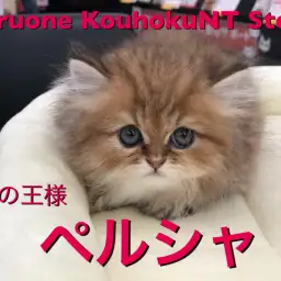 【 猫の王様 ペルシャ 】猫好きは見逃し禁止!港北NT店人気上位描種が再登場! : ペットショップ マルワン港北NT店(横浜市) | 子猫情報 | NO.311799