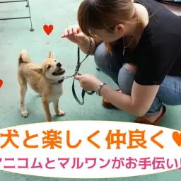 【大倉山店サポート】毎月開催実施中！愛犬と楽しく仲良く過ごせるようにアニコムとマルワンがコラボでお手伝い!!効果テキメンのパピー教室！：ペットショップマルワン大倉山店｜サポート情報