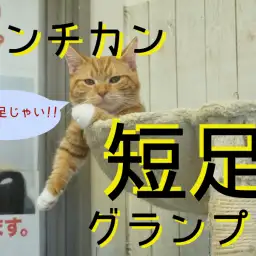 【マンチカン特集♥】楽しい短足生活はいかが？マンチカン大集合につき短足グランプリやっちゃいました！： ペットショップマルワン大倉山店特集ブログ！