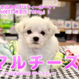【 小さめ マルチーズ 】耳付き高めのプリティーボーイ！生後60日で体重が『594g』！ ペットショップ マルワン白楽店（横浜市） 子犬情報 No.11584