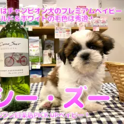 【 シーズー 】パパはチャンピオン犬のプレミアムベイビー！！ゴールド＆ホワイトの毛色は秀逸！： ペットショップ マルワン白楽店（ 横浜市 ）│子犬情報No.11583