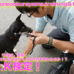 【わんこの検定】超難問！「K犬定（検定）」実施！生え抜きのくろしばちゃんは何点を取れたのか！？ ペットショップ マルワン大倉山店（ 横浜市 港北区 ）