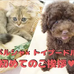 【多頭プロジェクト】見れば納得！ワンコもにゃんこも仲良くなれる!ペルシャ×トイプードルで多頭コミュニケーション法をちょこっと公開！：ペットショップマルワン大倉山店（横浜市港北区）｜No.6130700＆No.6130705
