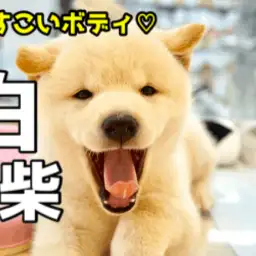 【どすこい系の白柴 】むちむちどすこいボディの白柴君♥インスタ映え・ロング散歩・アウトドアで楽しみ満載なスペシャルベイビー! ペットショップ マルワン大倉山店( 横浜市 ) 子犬情報!No.6130734
