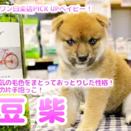 【 赤豆柴 】大人気の毛色をまとっておっとりした性格！片手抱っこが余裕の豆柴ちゃん登場！！No.11587