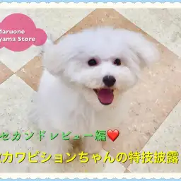 【 ビション・フリーゼ 】続!ビションちゃん!ふわふわになってきたビションちゃんのスゴ技披露!ペッツワン城山店NO.118242