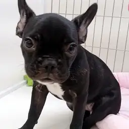 フレンチブルドッグ