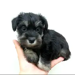 ミニチュア・シュナウザー