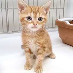 アメリカンショートヘア