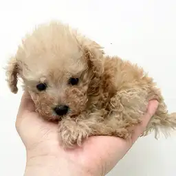 トイ・プードル