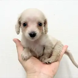 ミニチュア・ダックスフント