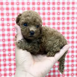 トイ・プードル