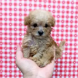 トイ・プードル