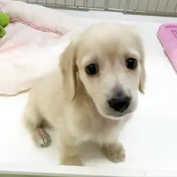 ミニチュア・ダックスフント