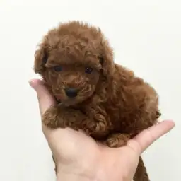 トイ・プードル