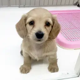 ミニチュア・ダックスフント