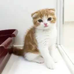 スコティッシュフォールド