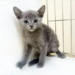 ロシアンブルー