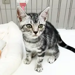 アメリカンショートヘア