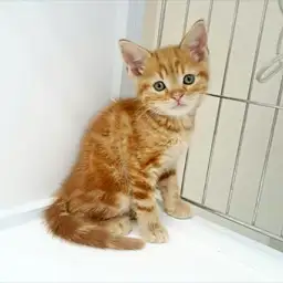 アメリカンショートヘア