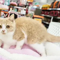 ブリティッシュショートヘア