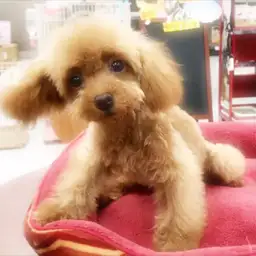 トイ・プードル