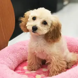 トイ・プードル