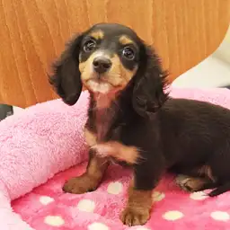 ミニチュア・ダックスフント