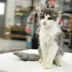 ノルウェージャンフォレストキャット