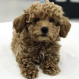 トイ・プードル