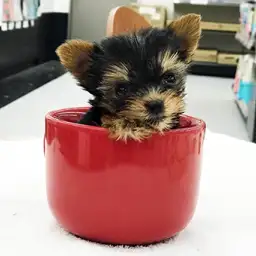 ヨークシャーテリア