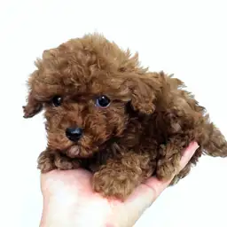 トイ・プードル