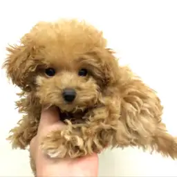 トイ・プードル