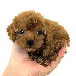 トイ・プードル