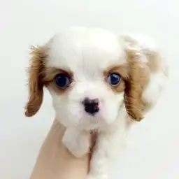 キャバリア・キングチャールズ・スパニエル