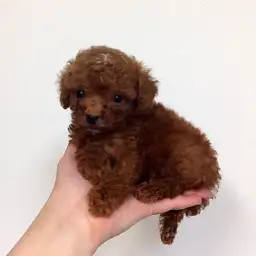 トイ・プードル