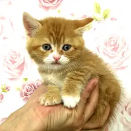 スコティッシュフォールド