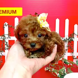 トイ・プードル