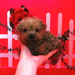 ノーフォークテリア