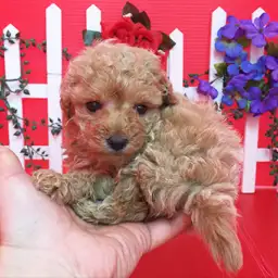 トイ・プードル