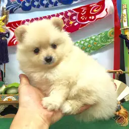 ポメラニアン