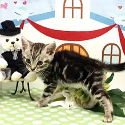 アメリカンショートヘア