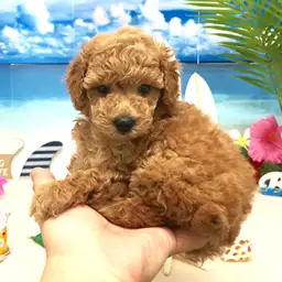 トイ・プードル