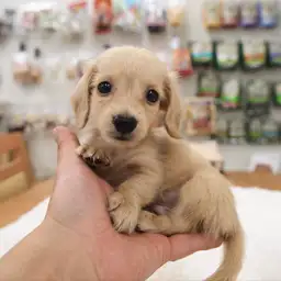 ミニチュア・ダックスフント