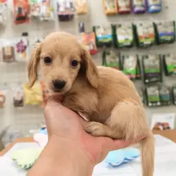 ミニチュア・ダックスフント