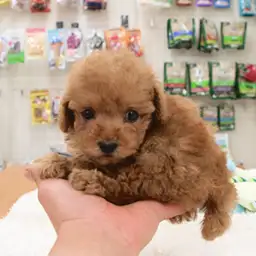 トイ・プードル